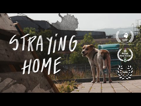 Straying home. A film essay with urban animals