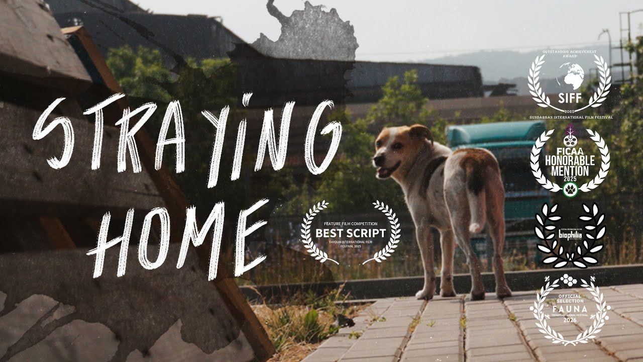 Straying home. A film essay with urban animals