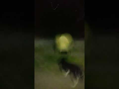 this dog is doing something hidely || viralshorts