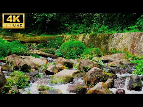 🍃 Beyond Serenity: Waterfalls, Birdsong, and Forest Dreams in 4K Relaxation