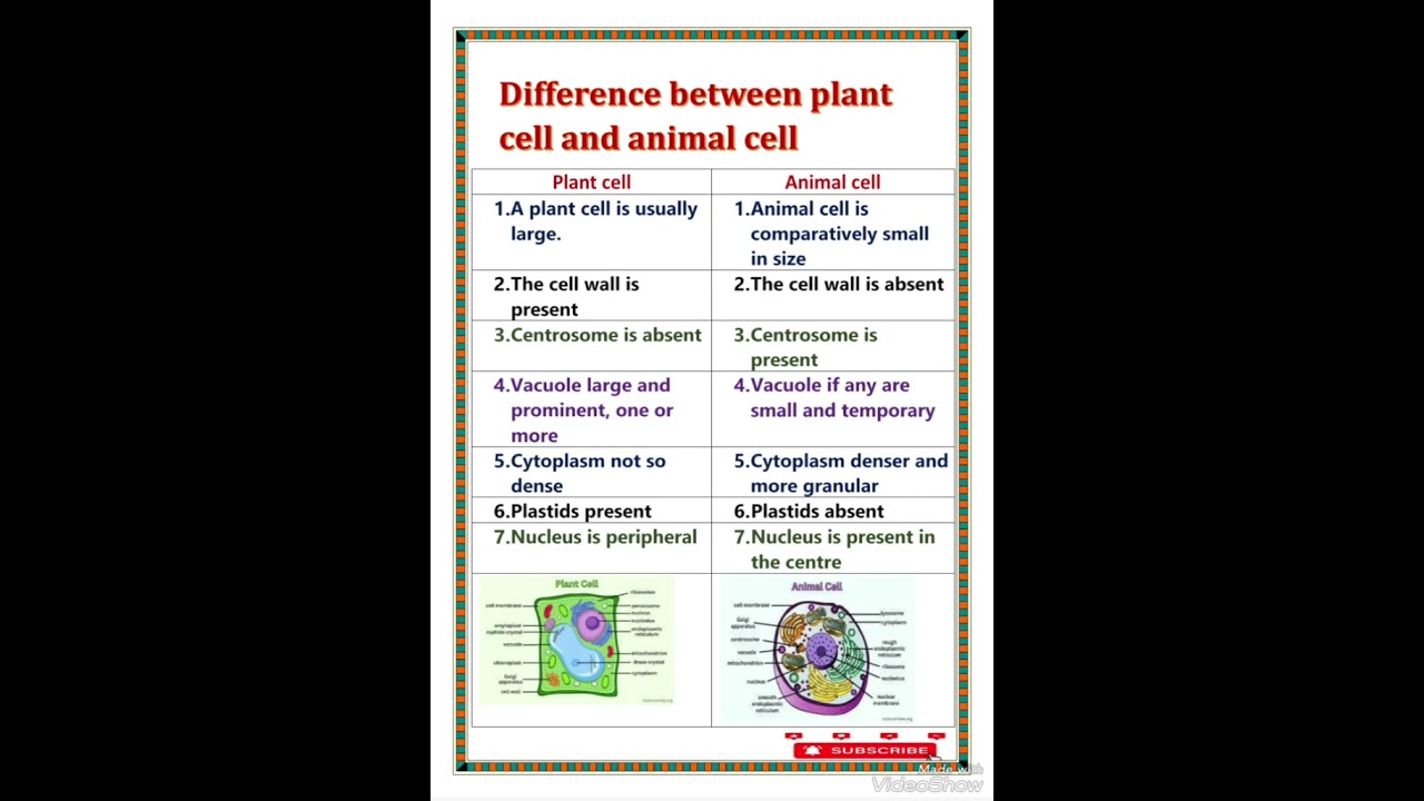 difference between plant cell and animal cell