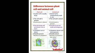 difference between plant cell and animal cell