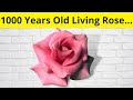 The Rose That Survived WORLD WAR 2