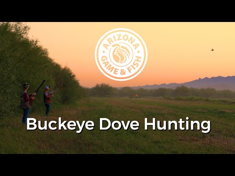 Dove Hunting in Buckeye, Arizona