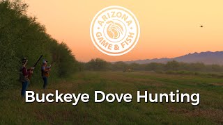 Dove Hunting in Buckeye, Arizona