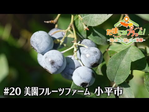 「たまにはプラっと！」　2024年8月16日放送