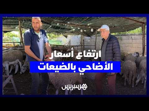 ارتفاع أسعار الأضاحي بالضيعات 