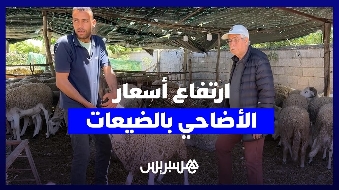 "الأثمنة القديمة مبقاتش"..  لهيب أسعار الأضاحي يواجه إقبال المغاربة على ضيعات "علال البحراوي" thumbnail
