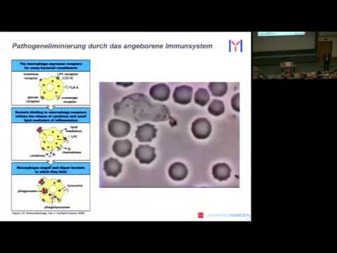 Du bist, was Du isst: Der Einfluss der Nahrung auf unser Immunsystem