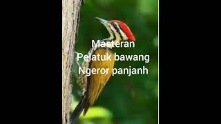 Download lagu mp3 pelatuk bawang ngerol panjang cocok buat masteran mp3