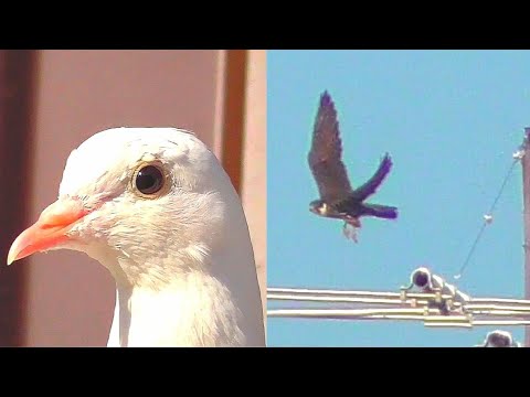 Голуби вышли и пошли и где то рядом хищник/Doves flew you are somewhere near a predator