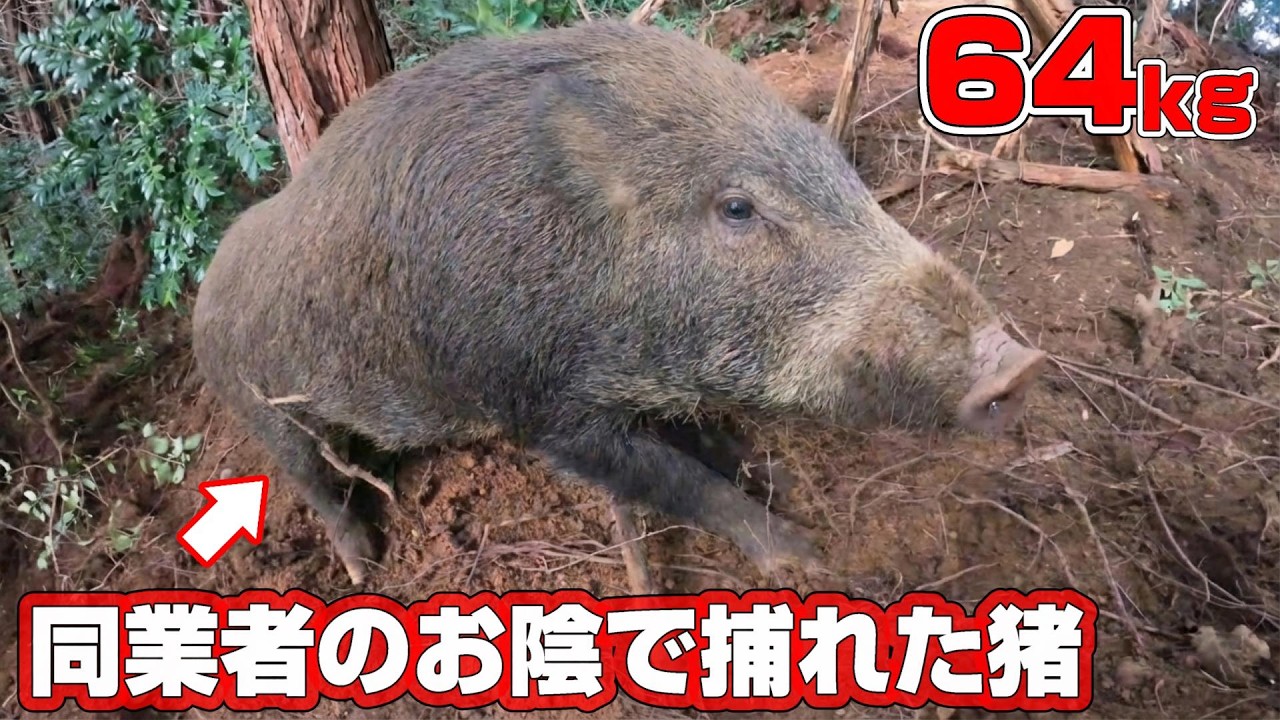 #154 【有害鳥獣駆除】同業者の捕獲跡で二匹目の獲物を狙う！ - I set a trap in the same place where someone caught their prey！
