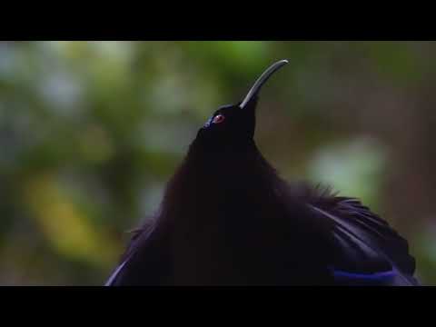 Black Sicklebill (Epimachus Fastosus)🐦🦜🕊️