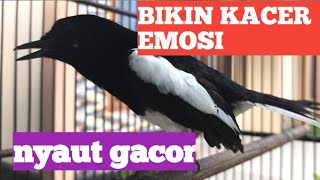 Download lagu KACER Musuh PASTI KONSLET NEMBAK ISIAN MATERI,PANCINGAN KACER GACOR FULL ISIAN TARUNG NGOBRA Teler mp3