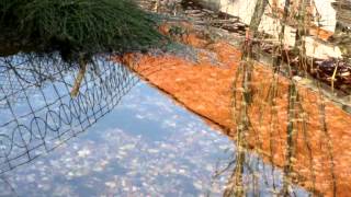preview picture of video 'KOI FISH POND HOMEMADE BIOFILTER - PART 3 - MADE BY JARDA SLATINANY.'