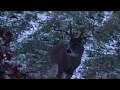 RUTCATION 2025 I SAW GODZILLA Andrew S Pennsylvania Archery Bow Season Rut Hunt Clarion County Pa