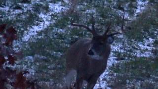 RUTCATION 2025 "I SAW GODZILLA!" Andrew's Pennsylvania Archery Bow Season Rut Hunt Clarion County Pa