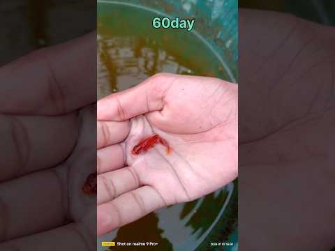 Red molly fish fry 10 bay to 150 day 🐠🐟#shortsfeed #youtubeshorts #shorts #fish #fishing