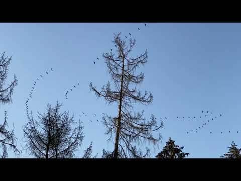 Kranichzug bei Cleeberg im Taunus - Nov.2020