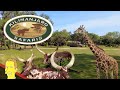 Kilimanjaro Safaris POV Disney S Animal Kingdom 2024