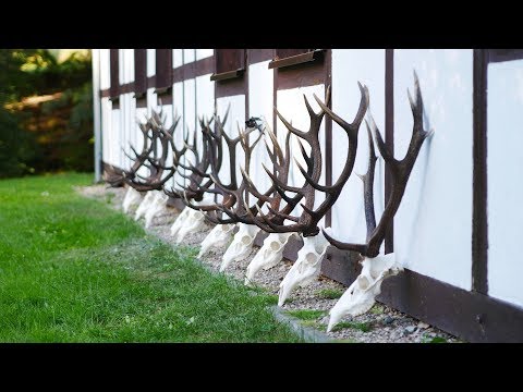 Platzhirsch bei bestem Licht erlegt!