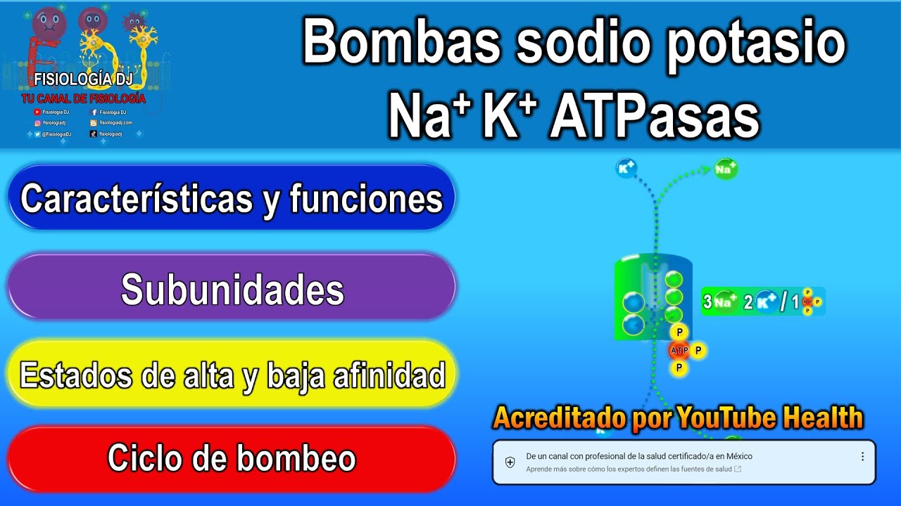 Sodium potassium or sodium potassium pump ATPases