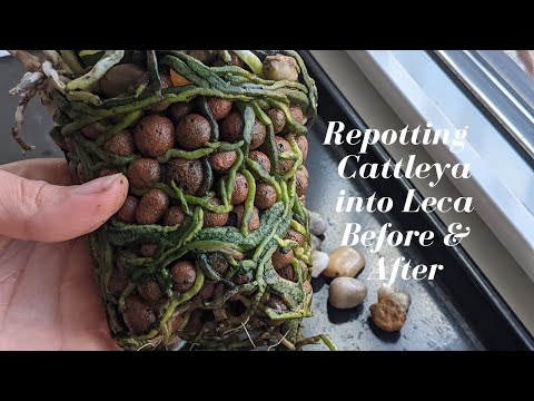 Before & After | Repotting Root Bound Cattleya Orchid into Leca Semi Hydro - 15 month Update