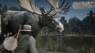 Legendary Moose : How To Get The Legendary Moose Pelt In Red Dead Redemption 2