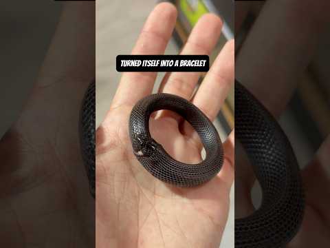 A real LIVE snake bracelet!! 🐍