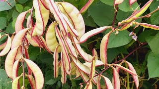 আমেরিকাতে অধিক হারে সিমের ফলন || আমার শখের বাগানের সিম || মাশাআল্লাহ আলহামদুলিল্লাহ❤️