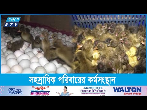 দিনে এক লাখেরও বেশি হাঁসের বাচ্চা উৎপাদন হাঁসপল্লীতে