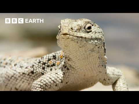 Desert Wildlife: Extreme Heat Survivors | BBC Earth