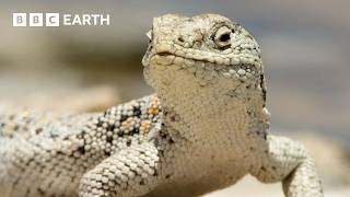 חיות בר במדבר: ניצולי חום קיצוני | BBC Earth