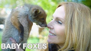 BABY FOXES UP CLOSE - Beautiful Animal Rescue