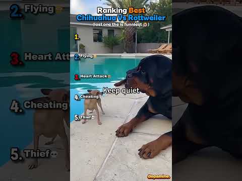Ranking Best Chihuahua Vs Rottweiler 😂