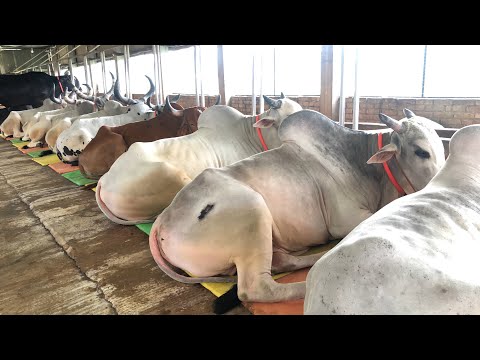 Giant Indian Bulls | Samayra Agro | Dhupkhola Gorur Haat -2019