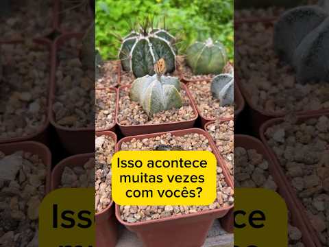 , title : 'Com vocês acontece isso? #cactosesuculentas #cactos #cactus #astrophytum'