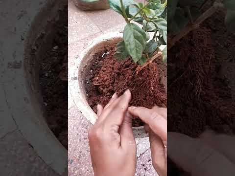 planting 🌿🌿 #trending #viral #food #recipe #tree #plants #flowers #nature