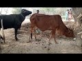 Beflow Beflow Meting Villge Vlog Vedio Animals Meating