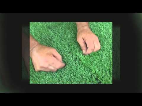 download lagu mp3 mp4 How To Lay Fake Grass On Slabs, download lagu How To Lay Fake Grass On Slabs gratis, unduh video klip How To Lay Fake Grass On Slabs