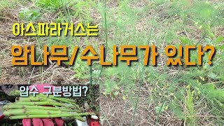 텃밭농사 아스파라거스는 암나무/수나무가있다? 암수구분방법 아스파라거스재배방법 및 수확방법