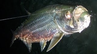 Hona Costello and Captain Jeff Best Snook and Tarpon Fishing