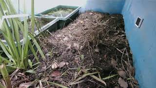 ダルマガエル観察ライブ20250914