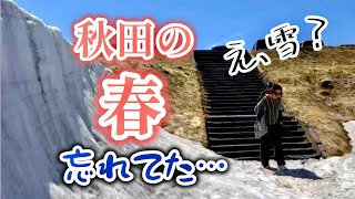 オーストラリア生活12年、秋田の春が贅沢すぎた。