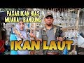 Jual Ikan Hias Laut Di Bdg