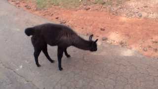 preview picture of video 'Llamas At The Wild Animal Safari Park In Pine Mountain Georgia'