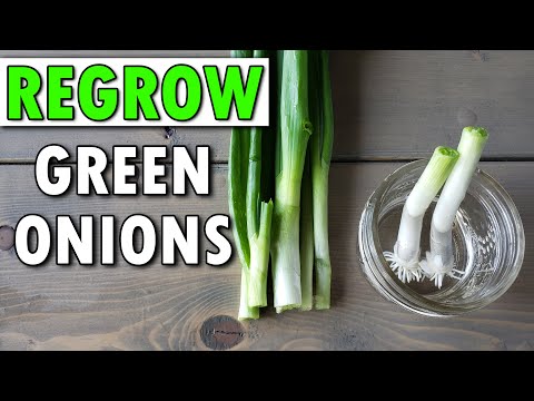 How To Grow An Onion From An Onion Bottom 2019