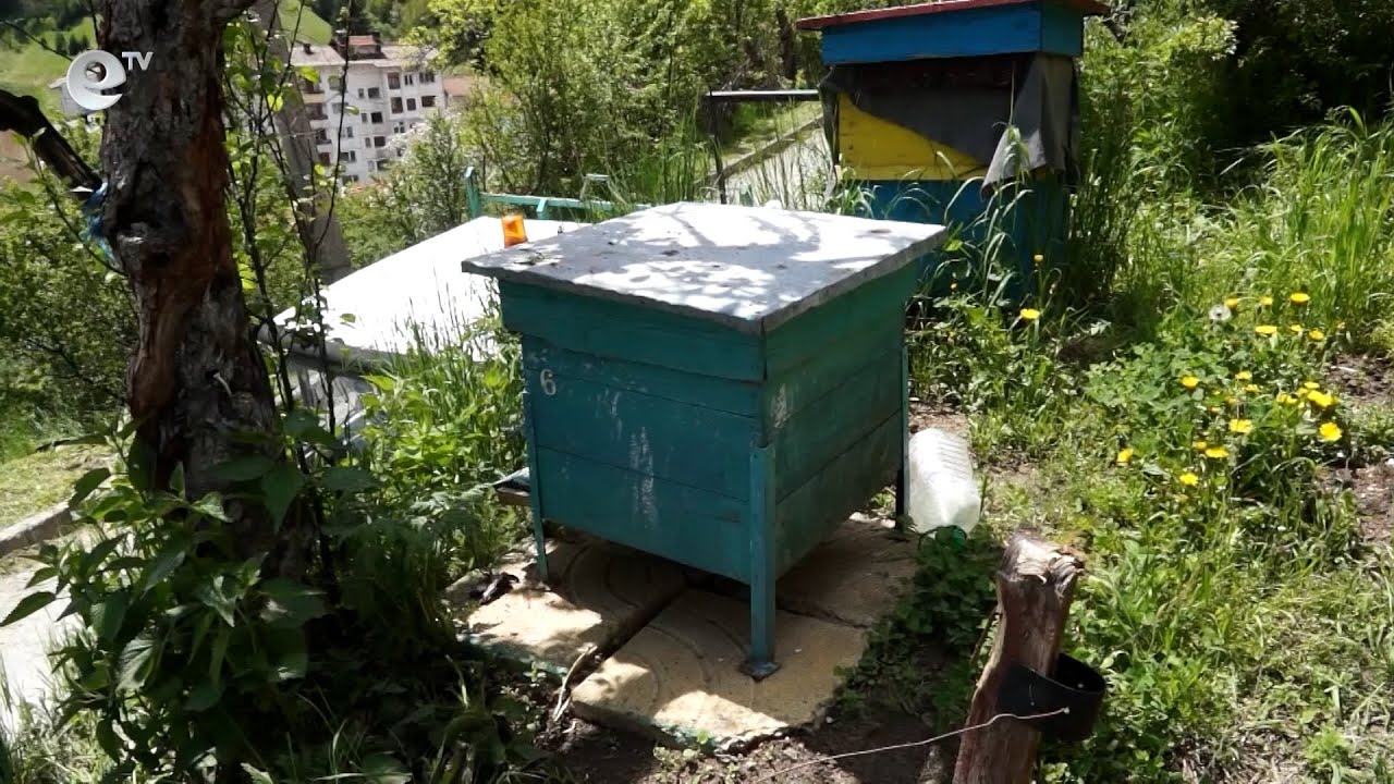 Мечка слезе в Чепеларе, нападна кошери