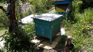 Мечка слезе в Чепеларе, нападна кошери