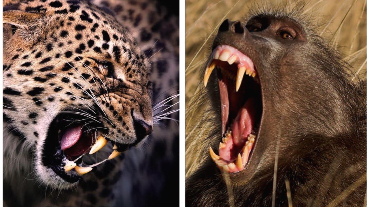 LEOPARDOS E BABUÍNOS! DOIS GRANDES RIVAIS AFRICANOS!